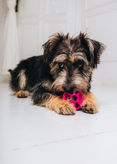 Fiboo Snack Fibooll zabawka na przysmaki śr 6 cm różowa