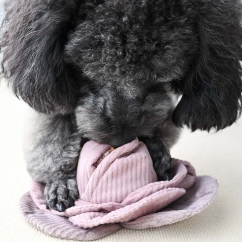 Lambwolf zabawka węchowa dla psa różowa kapusta mała