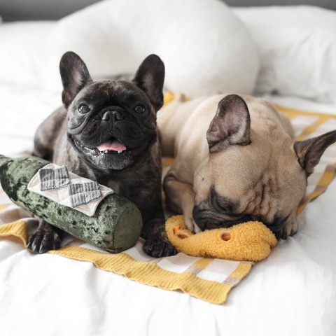 zabawka węchowa dla psa ser